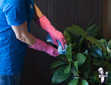 Brakena Houseplants Cleaning Services